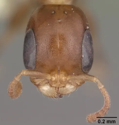 Pseudomyrmex ejectus - CASENT0104314