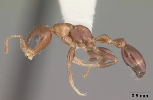 Pseudomyrmex ejectus - CASENT0104314