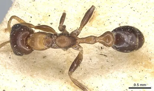 Pseudomyrmex ejectus - CASENT0902894