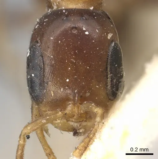 Pseudomyrmex ejectus - CASENT0902894