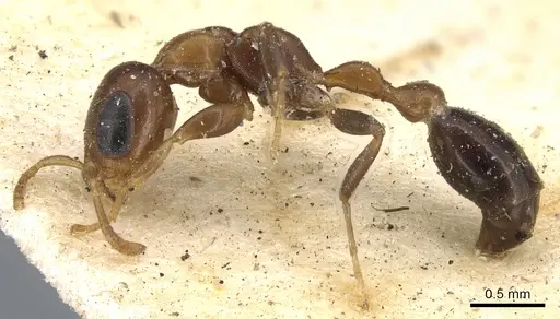 Pseudomyrmex ejectus - CASENT0902894