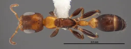 Pseudomyrmex ejectus - FMNHINS0000088651
