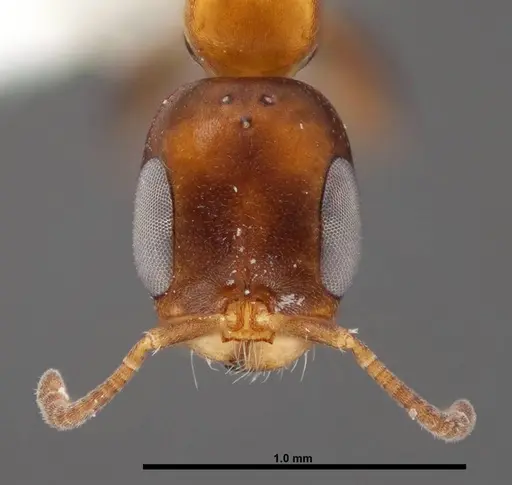 Pseudomyrmex ejectus - FMNHINS0000088651