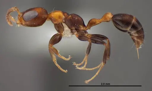 Pseudomyrmex ejectus - FMNHINS0000088651