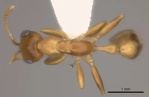Pseudomyrmex elongatulus specimen