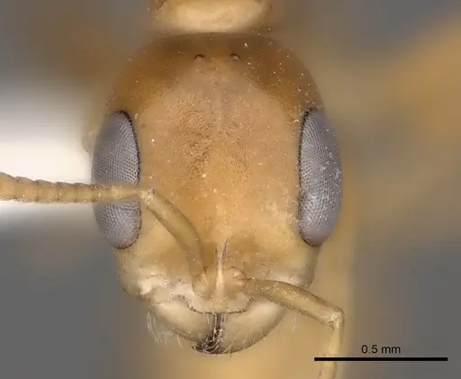 Pseudomyrmex elongatulus specimen