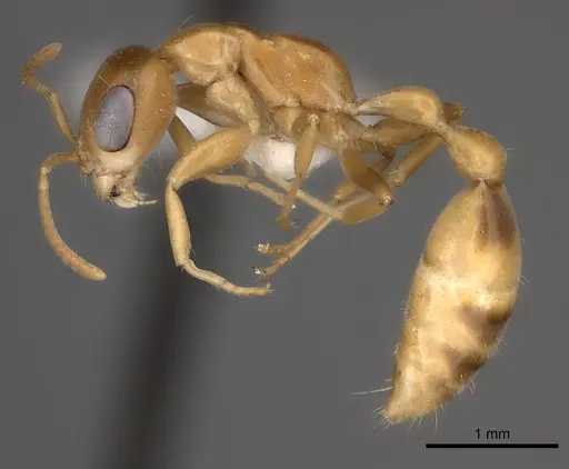 Pseudomyrmex elongatulus specimen