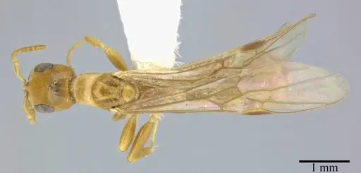 Pseudomyrmex elongatulus - CASENT0246304