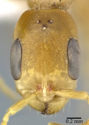 Pseudomyrmex elongatulus - CASENT0246304