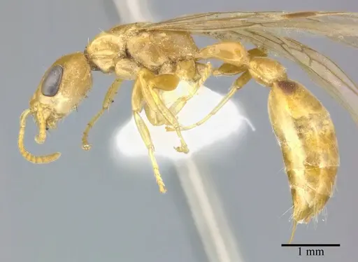 Pseudomyrmex elongatulus - CASENT0246304