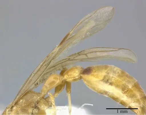 Pseudomyrmex elongatulus - CASENT0246304