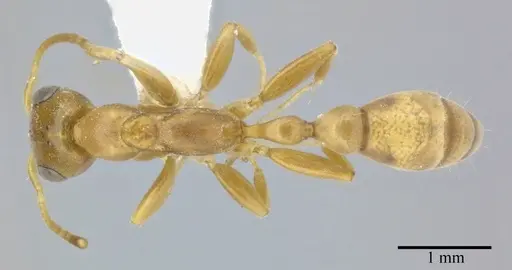 Pseudomyrmex elongatulus - CASENT0246351