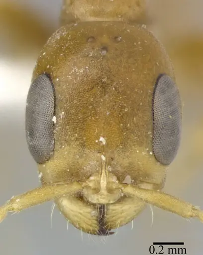 Pseudomyrmex elongatulus - CASENT0246351