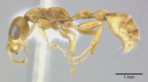 Pseudomyrmex elongatulus - CASENT0246351