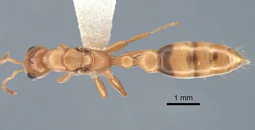 Pseudomyrmex elongatulus - CASENT0762874