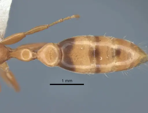Pseudomyrmex elongatulus - CASENT0762874