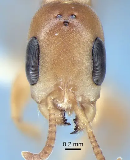 Pseudomyrmex elongatulus - CASENT0762874