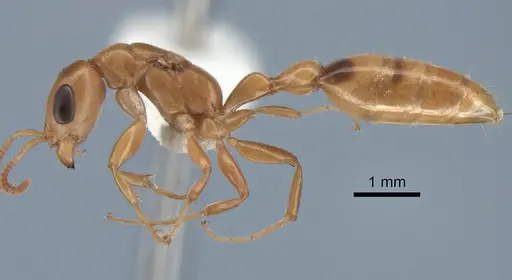 Pseudomyrmex elongatulus - CASENT0762874
