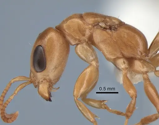 Pseudomyrmex elongatulus - CASENT0762874