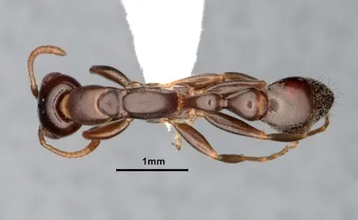 Pseudomyrmex elongatulus - CASENT0842015