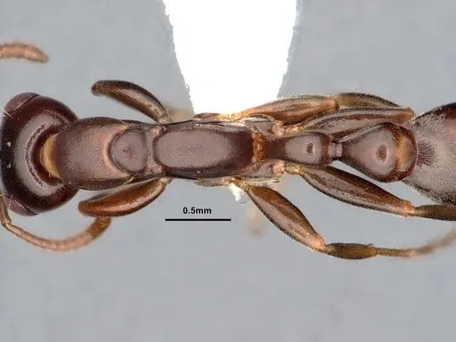 Pseudomyrmex elongatulus - CASENT0842015