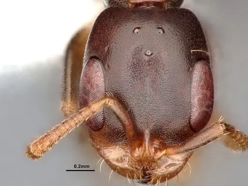 Pseudomyrmex elongatulus - CASENT0842015