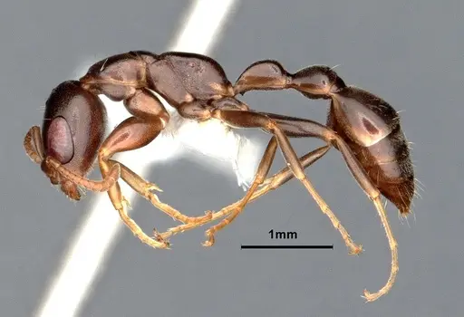 Pseudomyrmex elongatulus - CASENT0842015