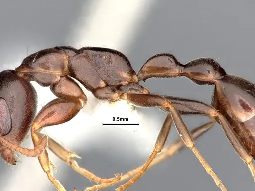 Pseudomyrmex elongatulus - CASENT0842015