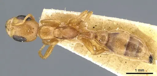 Pseudomyrmex elongatulus - CASENT0902874