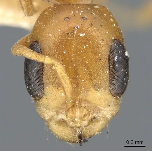 Pseudomyrmex elongatulus - CASENT0902874