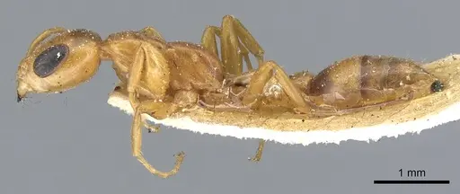 Pseudomyrmex elongatulus - CASENT0902874