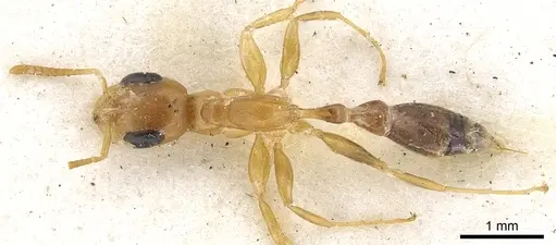 Pseudomyrmex elongatulus - CASENT0902875