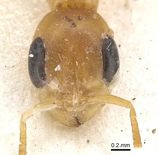 Pseudomyrmex elongatulus - CASENT0902875