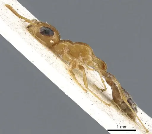 Pseudomyrmex elongatulus - CASENT0902875