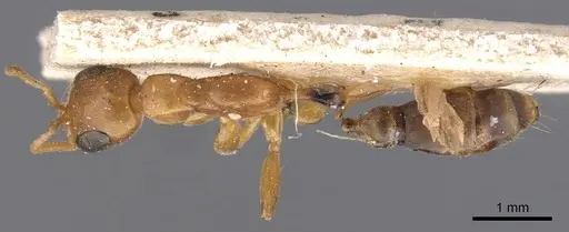 Pseudomyrmex elongatulus - CASENT0907524