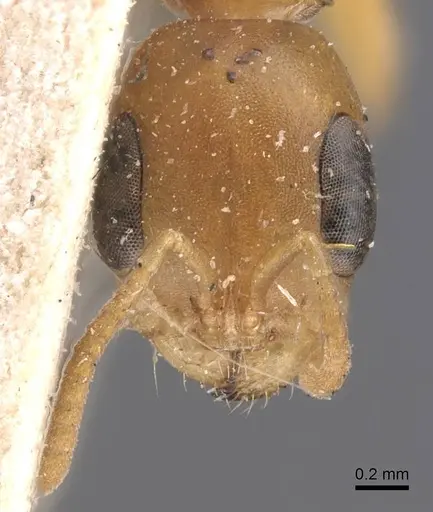 Pseudomyrmex elongatulus - CASENT0907524