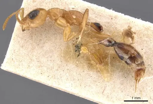 Pseudomyrmex elongatulus - CASENT0907524