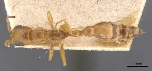 Pseudomyrmex elongatulus - CASENT0907525