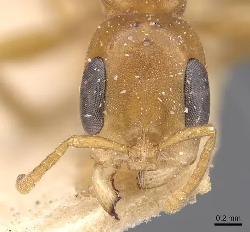 Pseudomyrmex elongatulus - CASENT0907525
