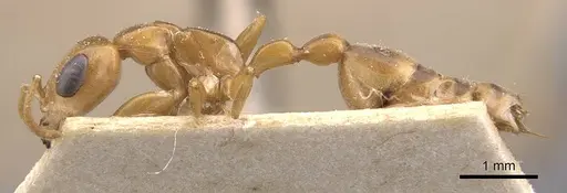 Pseudomyrmex elongatulus - CASENT0907525