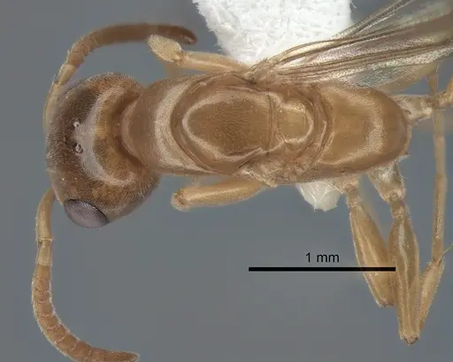 Pseudomyrmex ereptor specimen
