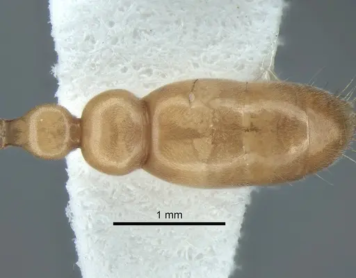 Pseudomyrmex ereptor specimen
