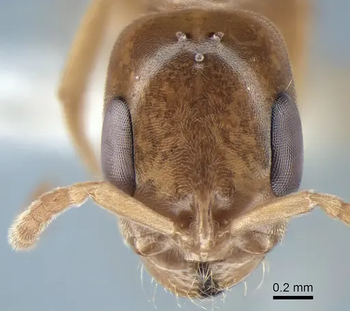 Pseudomyrmex ereptor specimen