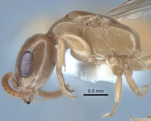 Pseudomyrmex ereptor - CASENT0863524