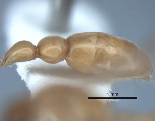 Pseudomyrmex ereptor - CASENT0863524
