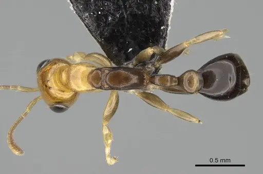 Pseudomyrmex ethicus specimen