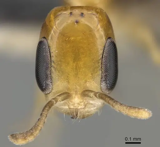 Pseudomyrmex ethicus specimen