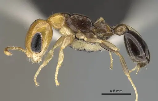 Pseudomyrmex ethicus specimen
