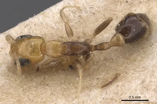 Pseudomyrmex ethicus - CASENT0907546
