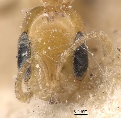 Pseudomyrmex ethicus - CASENT0907546